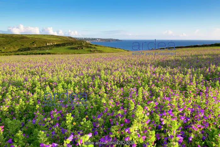 : Purple Viper's Bugloss / Paterson's Curse : Purple Viper's Bugloss / Paterson's Curse