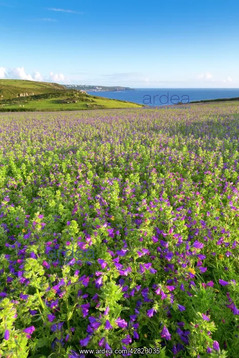 : Purple Viper's Bugloss / Paterson's Curse : Purple Viper's Bugloss / Paterson's Curse