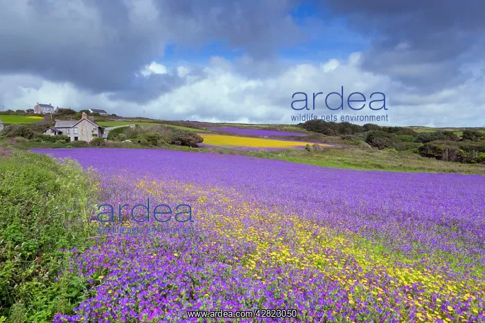 : Purple Viper's Bugloss / Paterson's Curse : Purple Viper's Bugloss / Paterson's Curse