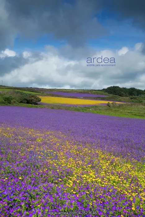 : Purple Viper's Bugloss / Paterson's Curse - with : Purple Viper's Bugloss / Paterson's Curse - with
