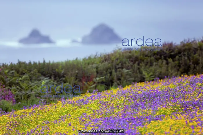 : Purple Viper's Bugloss / Paterson's Curse - with : Purple Viper's Bugloss / Paterson's Curse - with