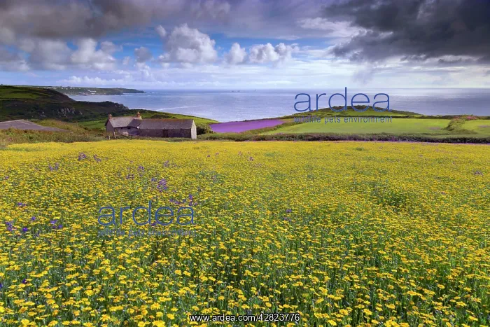 : Purple Viper's Bugloss / Paterson's Curse - with : Purple Viper's Bugloss / Paterson's Curse - with