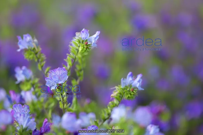 : Purple Viper's Bugloss - Summer : Purple Viper's Bugloss - Summer