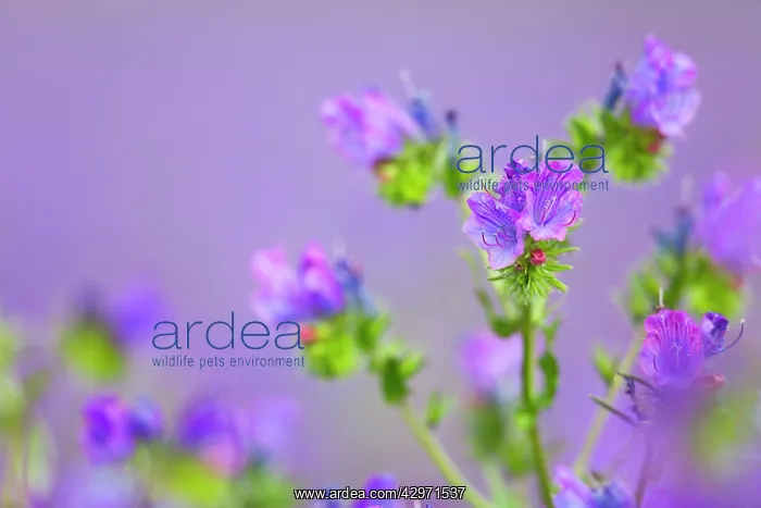: Purple Viper's Bugloss - Summer : Purple Viper's Bugloss - Summer