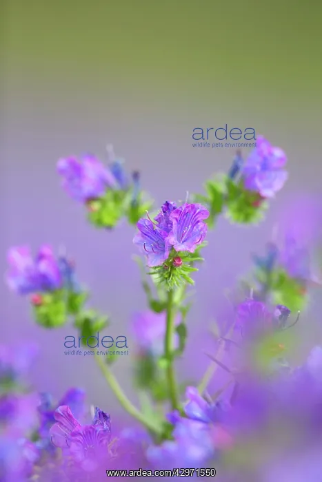 : Purple Viper's Bugloss - Summer : Purple Viper's Bugloss - Summer