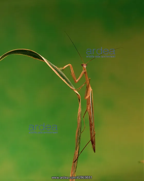 : Purple-winged Mantid : Purple-winged Mantid