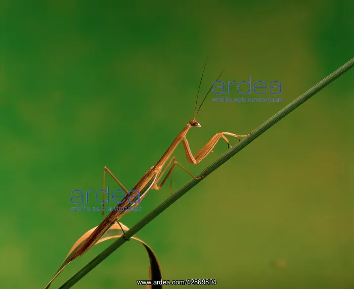 : Purple-winged Mantid : Purple-winged Mantid