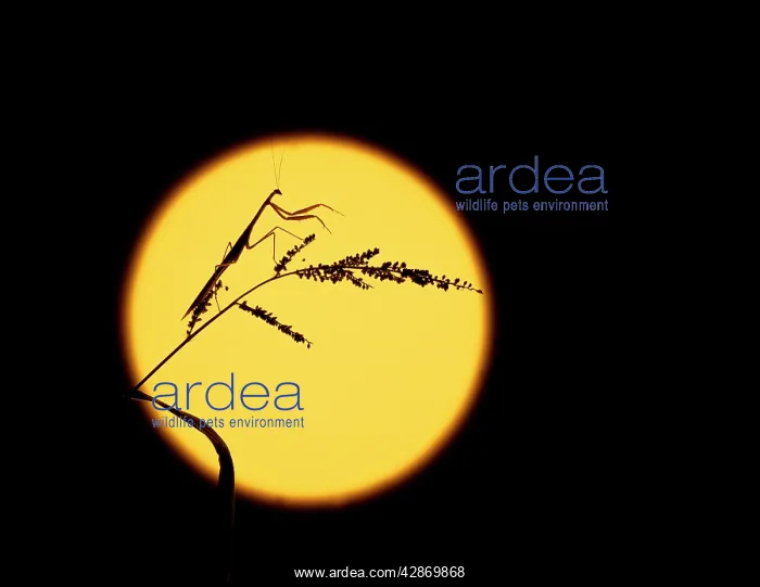 : Purple-winged Mantid - Silhouetted against the moon