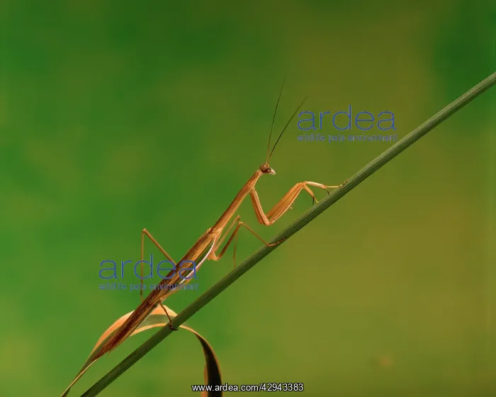: Purple-winged mantid (Tenodera australasiae) : Purple-winged mantid (Tenodera australasiae)