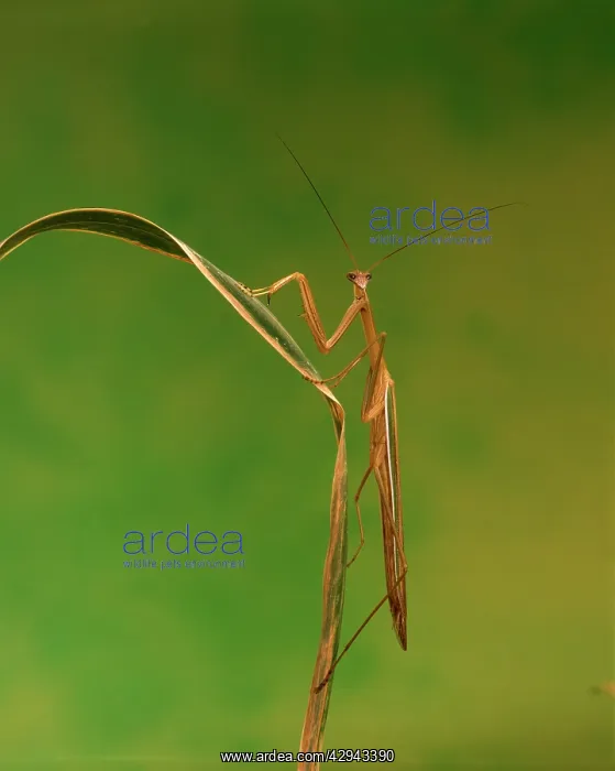 : Purple-winged mantid (Tenodera australasiae) : Purple-winged mantid (Tenodera australasiae)