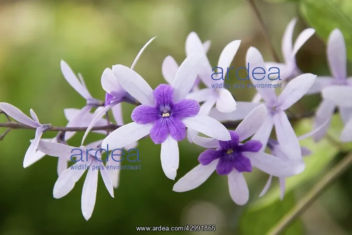 : Purple wreath : Purple wreath