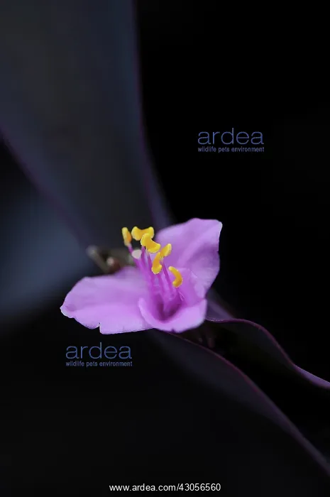 : Purpleheartplant : Purpleheartplant