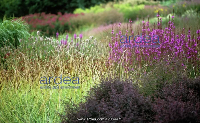 : Purpleloosestrife : Purpleloosestrife