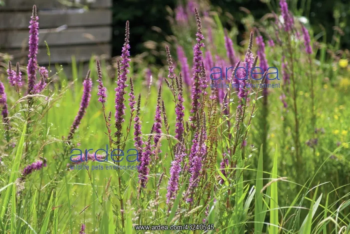 : Purpleloosestrife : Purpleloosestrife