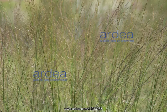 : PurpleMoorGrass : PurpleMoorGrass