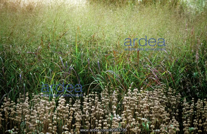 : PurpleMoorGrass : PurpleMoorGrass