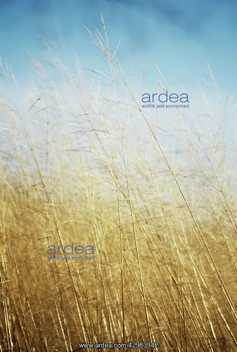 : PurpleMoorGrass : PurpleMoorGrass