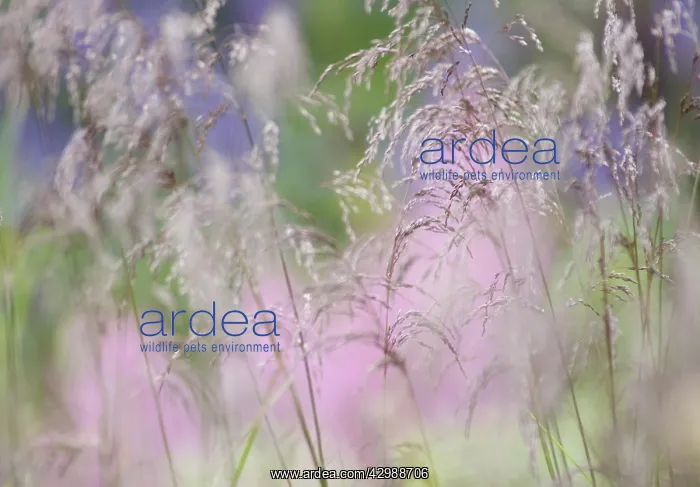 : PurpleMoorGrass : PurpleMoorGrass