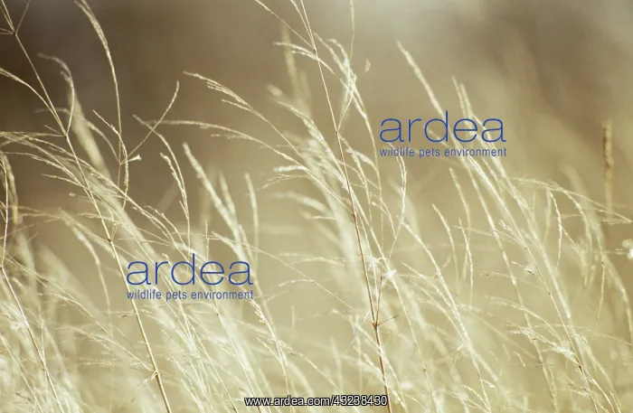: PurpleMoorGrass : PurpleMoorGrass