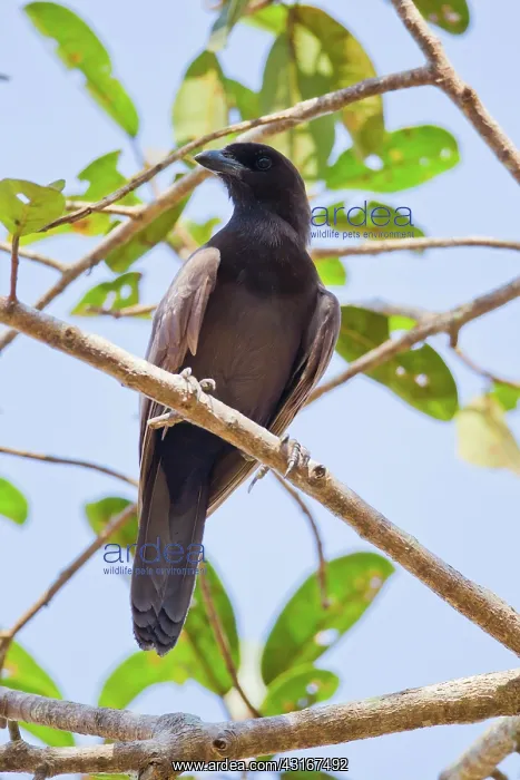 : Purplish Jay : Purplish Jay