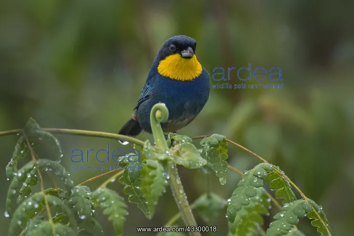 : Purplish-mantled Tanager (Iridosornis porphyrocephalus) : Purplish-mantled Tanager (Iridosornis porphyrocephalus)