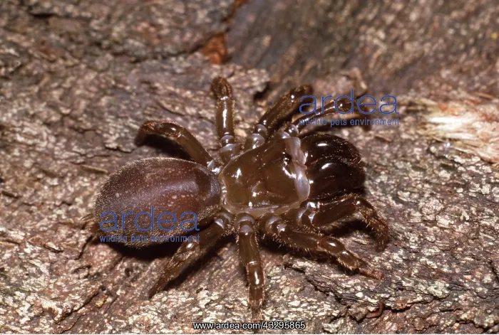 : PURSE WEB SPIDER : PURSE WEB SPIDER