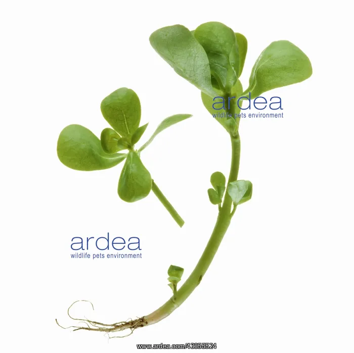 : Purslane, Portulaca oleracea : Purslane, Portulaca oleracea