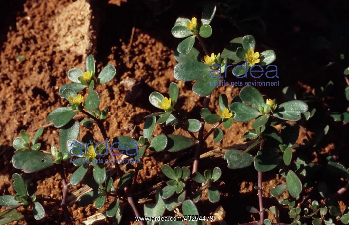 : Purslane in flower : Purslane in flower