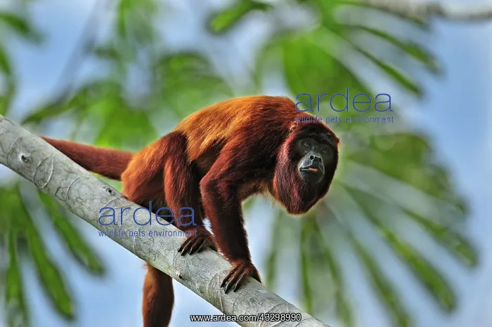 : Purus Red Howler Monkey Tambopata-Candamo Nature : Purus Red Howler Monkey Tambopata-Candamo Nature