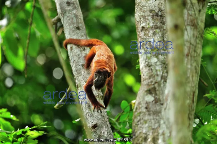 : Purus Red Howler Monkey Tambopata-Candamo Nature : Purus Red Howler Monkey Tambopata-Candamo Nature