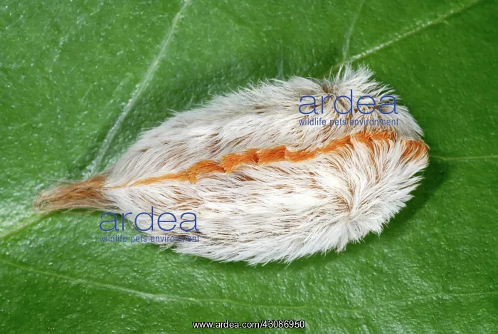 : Puss Caterpillar : Puss Caterpillar