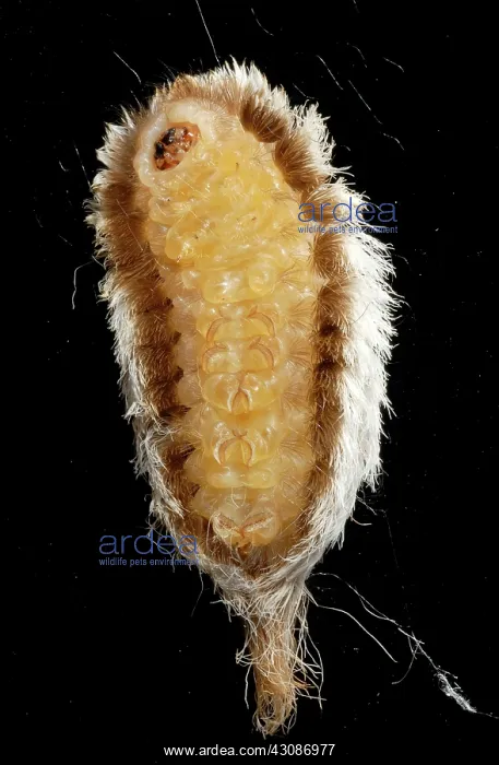 : Puss Caterpillar : Puss Caterpillar