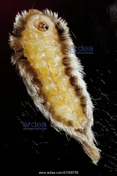 : Puss Caterpillar : Puss Caterpillar