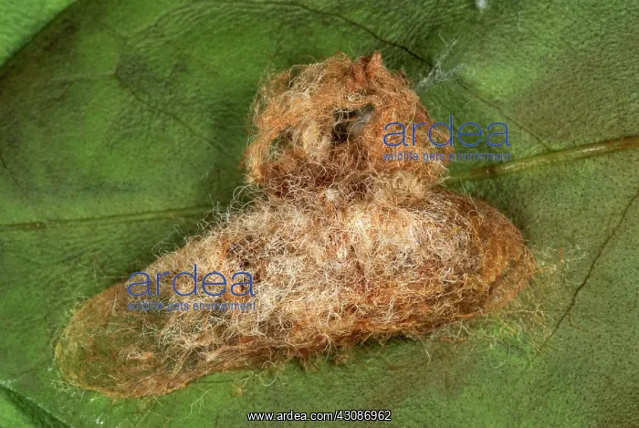 : Puss Caterpillar Cocoon : Puss Caterpillar Cocoon