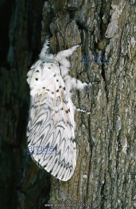  : PUSS MOTH (Cerura vinula)