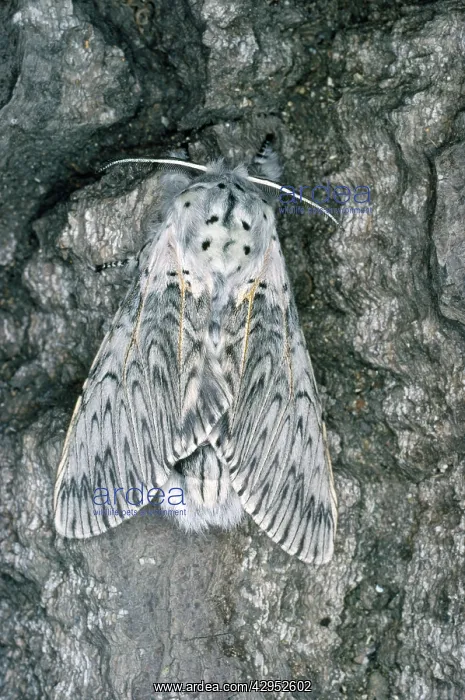  : Puss Moth (Cerura vinula)