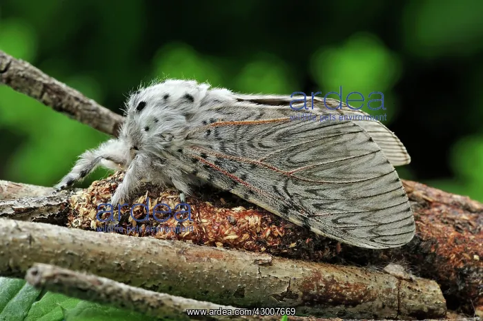  : Puss Moth Switzerland