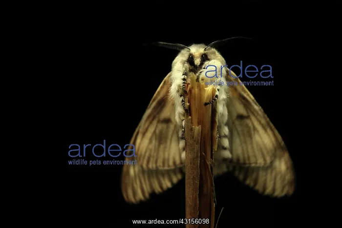: Puss Moth (Cerura vinula) resting on unidentified reed : Puss Moth (Cerura vinula) resting on unidentified reed