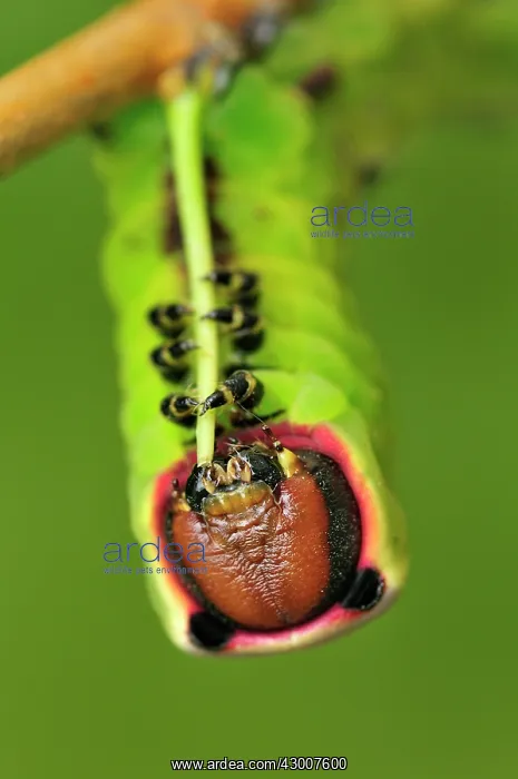 : Puss Moth caterpillar : Puss Moth caterpillar