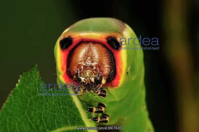 : Puss Moth caterpillar : Puss Moth caterpillar