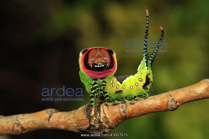 : Puss Moth caterpillar : Puss Moth caterpillar