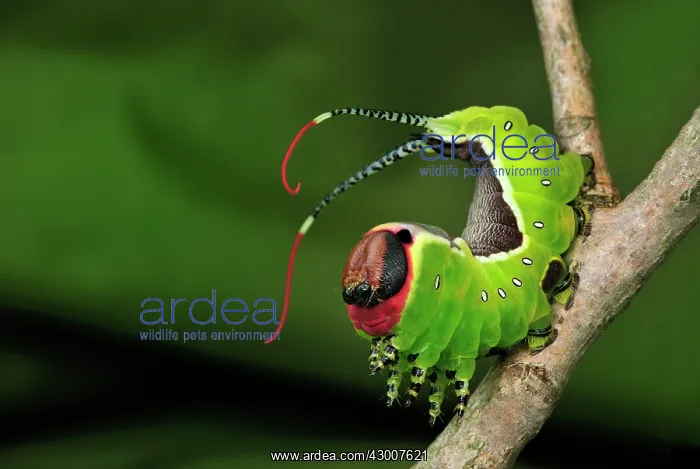 : Puss Moth caterpillar : Puss Moth caterpillar