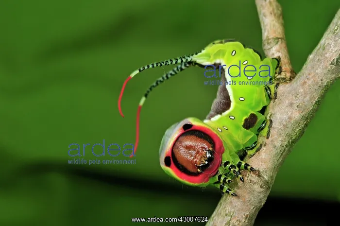 : Puss Moth caterpillar : Puss Moth caterpillar