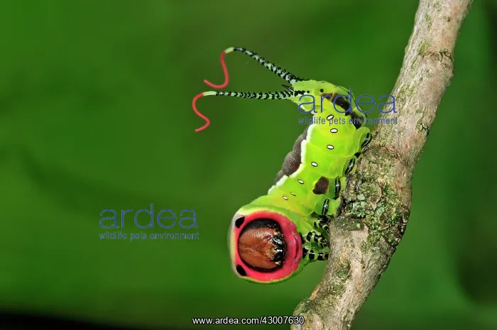 : Puss Moth caterpillar : Puss Moth caterpillar