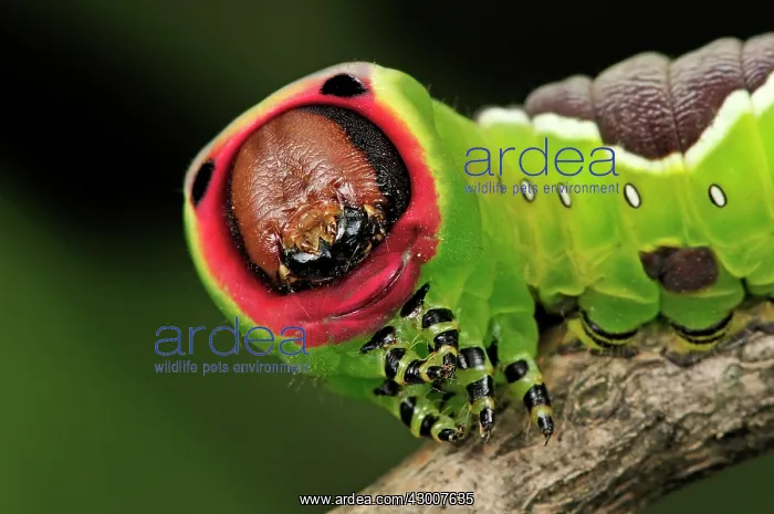 : Puss Moth caterpillar : Puss Moth caterpillar