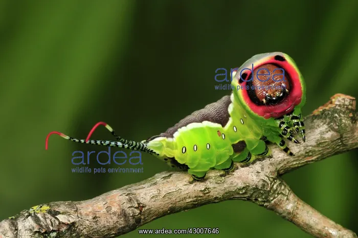 : Puss Moth caterpillar : Puss Moth caterpillar