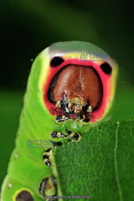 : Puss Moth caterpillar : Puss Moth caterpillar