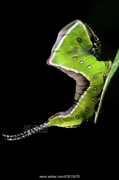 : Puss Moth Caterpillar : Puss Moth Caterpillar