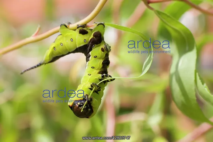 : Puss Moth caterpillar feeding on willow leaf : Puss Moth caterpillar feeding on willow leaf