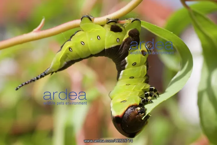 : Puss Moth caterpillar feeding on willow leaf : Puss Moth caterpillar feeding on willow leaf